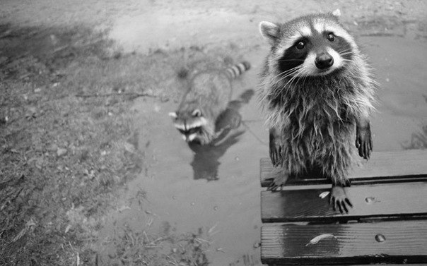 Молекула Апельсина | Харьков