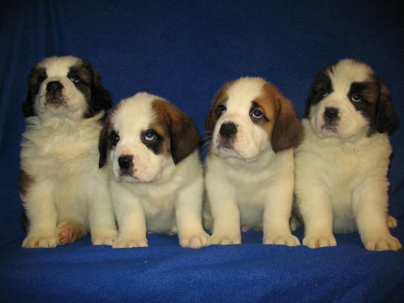 Надежда Прудникова | Подольск