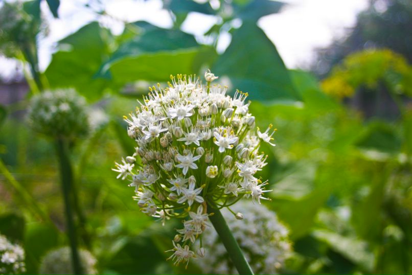 Дмитрий Никишенко | Алешки / Цюрупинск
