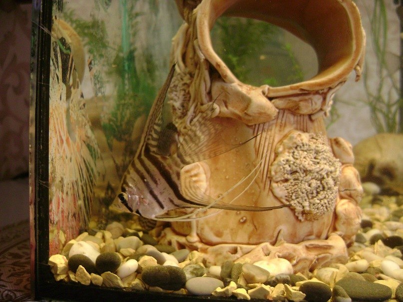 Сергей Романенко | Кривой Рог