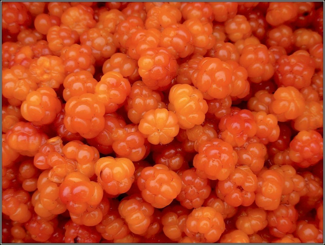 Алёна Гоцуляк ***стрекоза*** | Санкт-Петербург