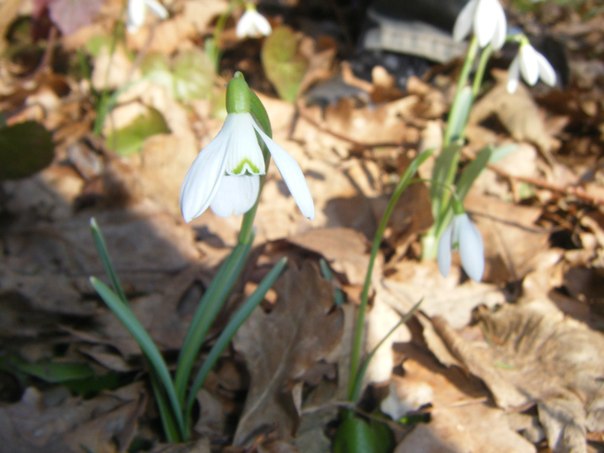 №18, Іванна Филипів №18, Іванна Филипів