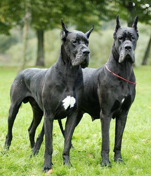 №40, Яна Глазкрицкая, Брянск №40, Яна Глазкрицкая, Брянск