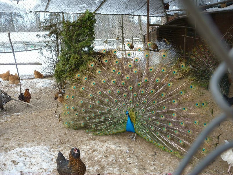 №58, Анвар Зуфаров, 48 лет, Бебешкино №58, Анвар Зуфаров, 48 лет, Бебешкино