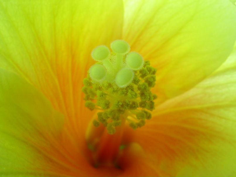 Анюта Савельева 