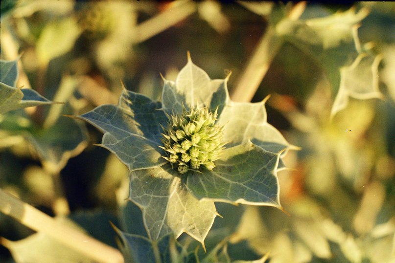 Андрей Плавский | Витебск