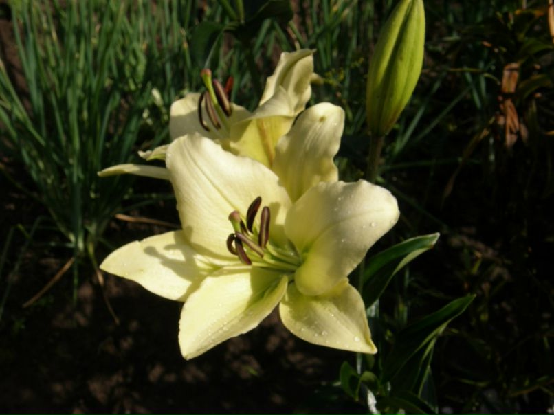 Александра Орлова | Санкт-Петербург