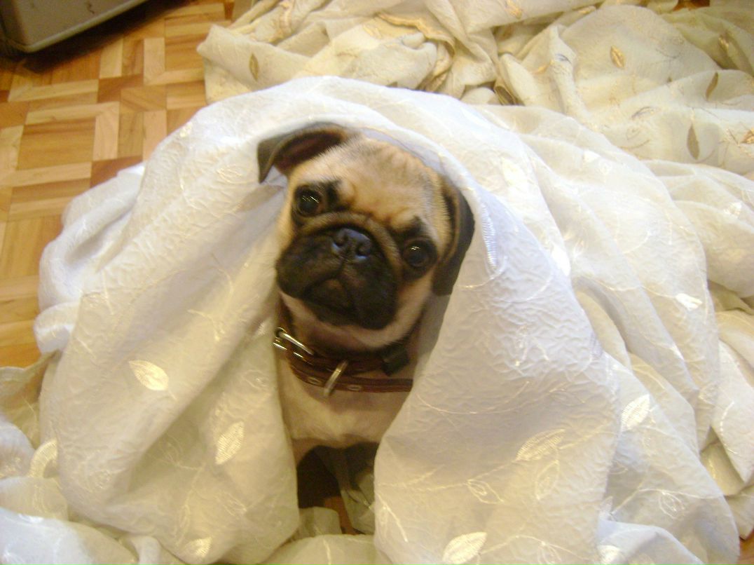 Виолета Апряткина | Москва