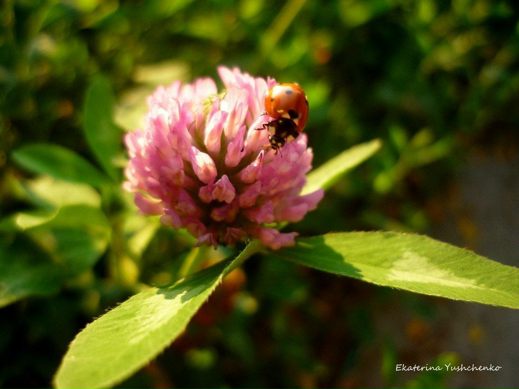 Екатерина Федорова | Одесса