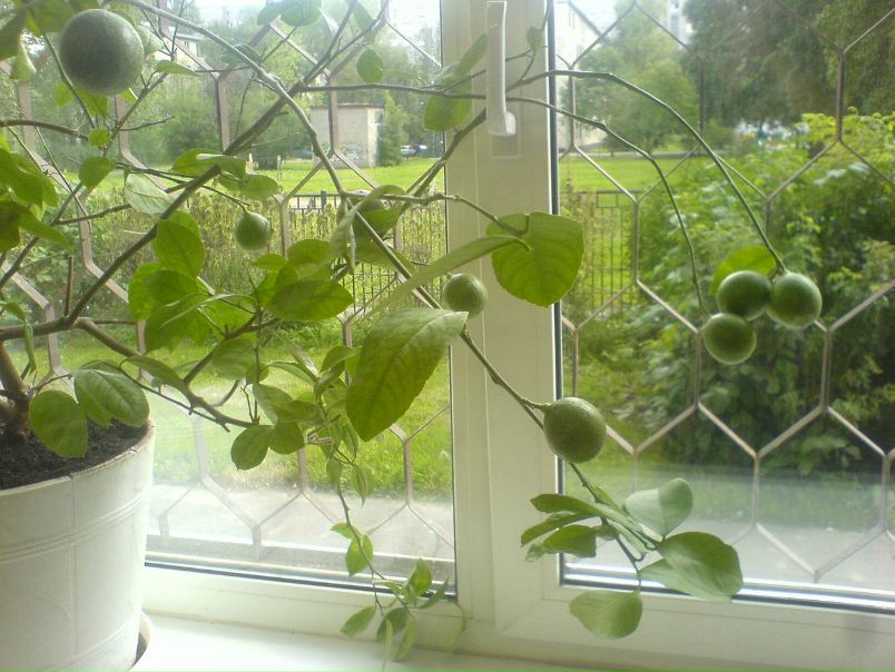 №24, Светлана Колесникова, 74 года, Санкт-Петербург, Россия №24, Светлана Колесникова, 74 года, Санкт-Петербург, Россия