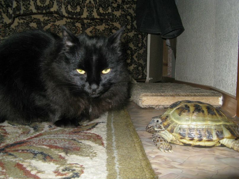 Елена Короткова | Чайковский