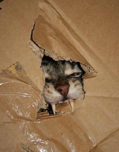 Леша Николенко = Кот = | 