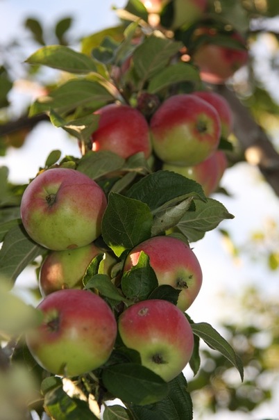 №23, Вероника Доничева, Новосибирск №23, Вероника Доничева, Новосибирск