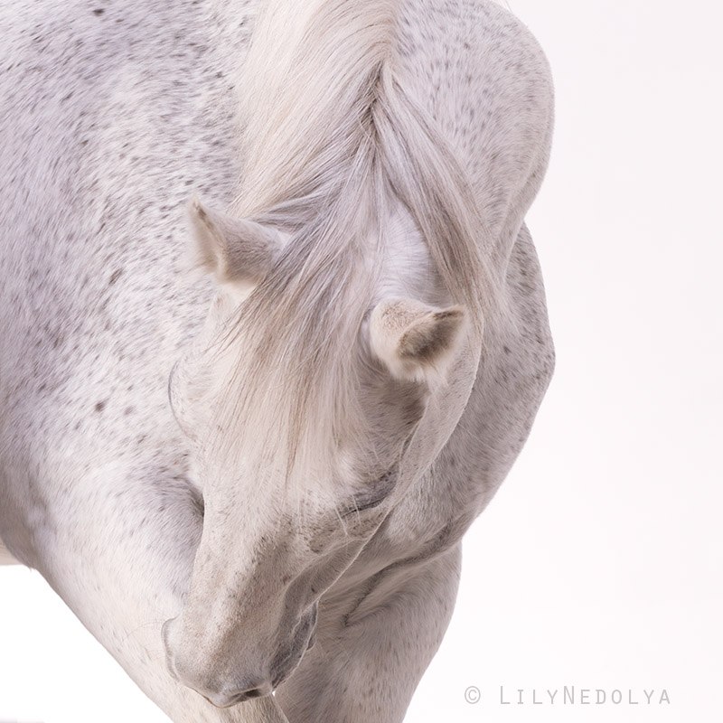 Лилия Недоля | Киев