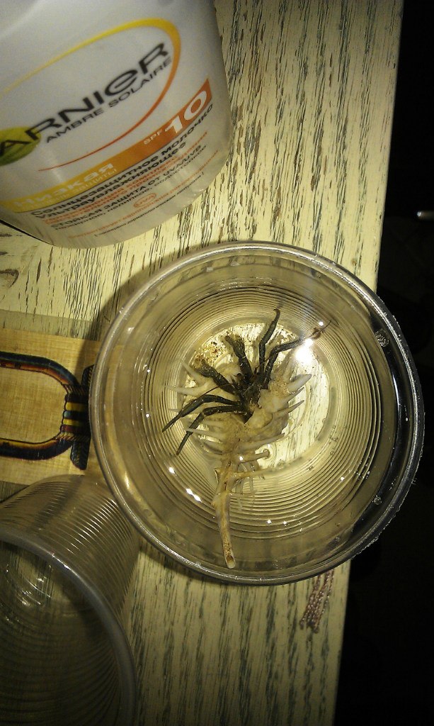 Павел Рудык | Санкт-Петербург