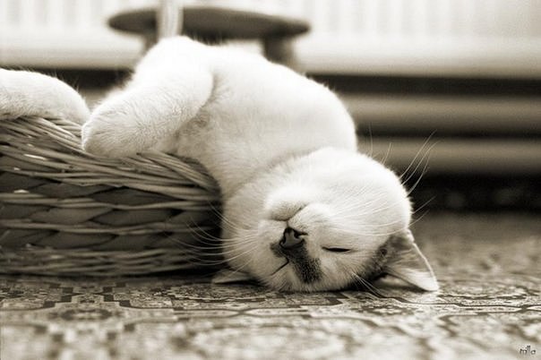 Лена Головко | Барышевка