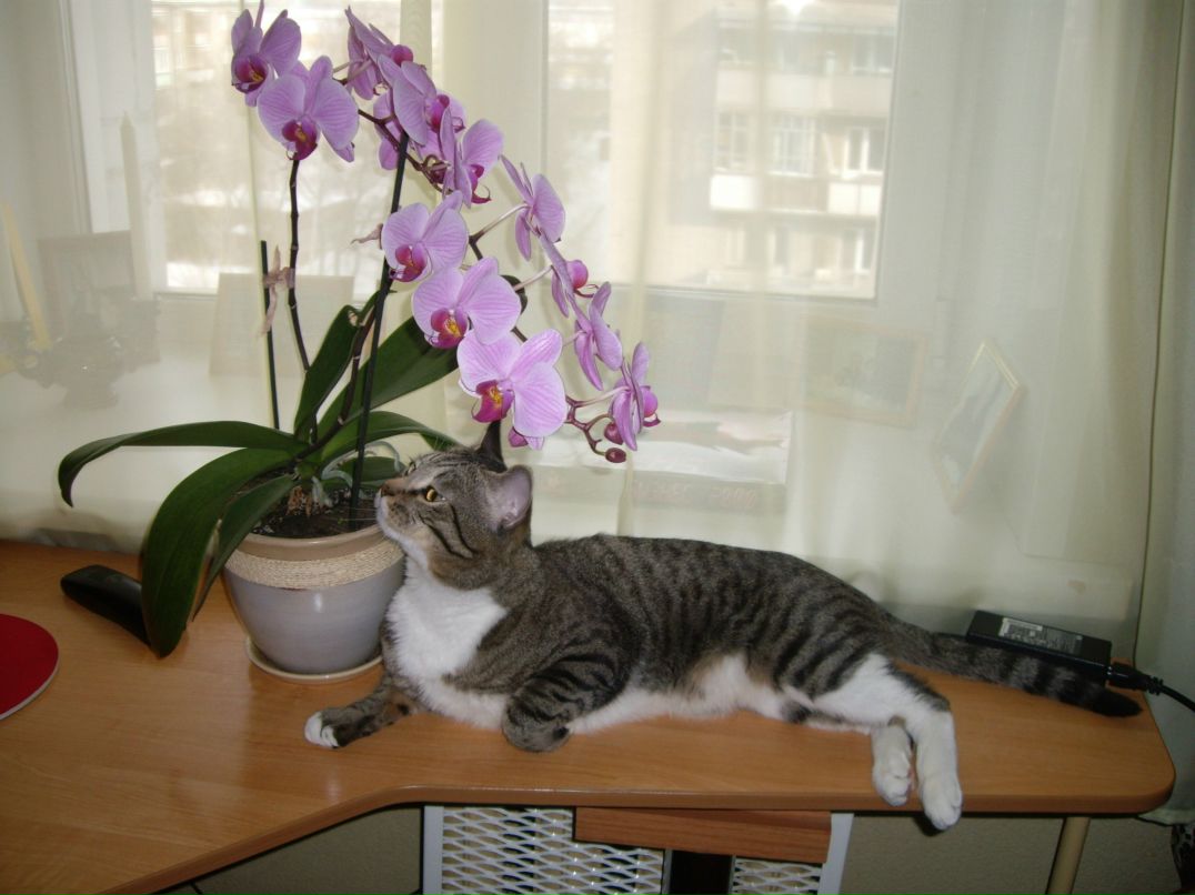 Аня Макогон | Новосибирск