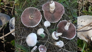 Шампиньон луговой Agaricus campestris Часть 1 Видео определитель Съедобность Химический состав