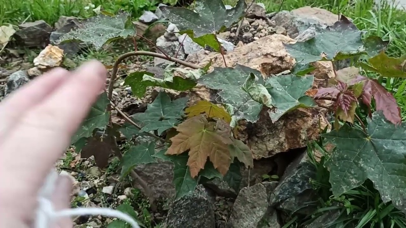 Koleksi pohon unik di tamanku Bahan alam untuk perhiasan, garden,