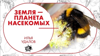 Земля - планета насекомых. Илья Удалов