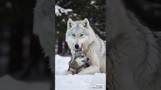 Magical Moment: Snow White Wolf's Tender Smooch with Baby Wolf | Heartwarming Wildlife