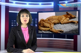 За жорсткае абыходжанне з жывёламі па крымінальным артыкуле асудзілі жыхароў Магілёўшчыны