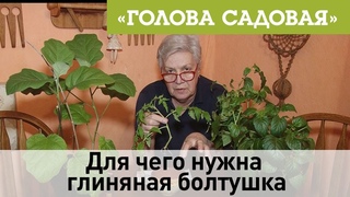 Голова садовая - Для чего нужна глиняная болтушка