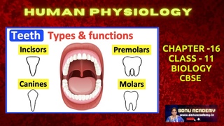 Human Mouth and Types of teeth and its function || Chapter-15 || Class XI #subscribe #cbse #biology