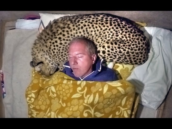 Man Uses A Live African Cheetah As A Pillow Measures Big Cats Heart Rate With His