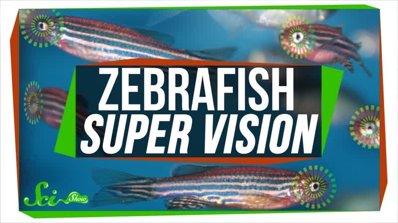 Baby Zebrafish Eyes Work Kind of like Real Time