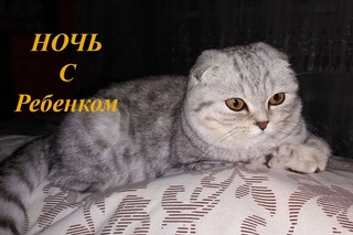 😻КОШКА ОХРАНЯЕТ НОЧЬЮ РЕБЕНКА 🐱 Добрая Кошка Скоттиш Фолд 🐱 Коты и Дети