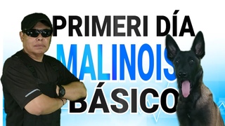 ADIESTRAMIENTO CANINO | CURSI BSICO | PASTOR MALINOIS