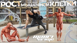 Как накачаться к лету Рост Мышц с научнои точки зрения. TRX тренировка и упражнения с гантелями