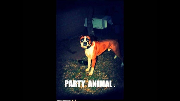 No Logo Party Animal ( Tommy Disco