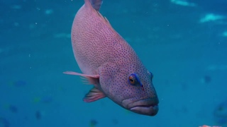 Как совместно добывают пищу морской окунь (сем. Serranidae) и осьминог (сем. Octopodidae)