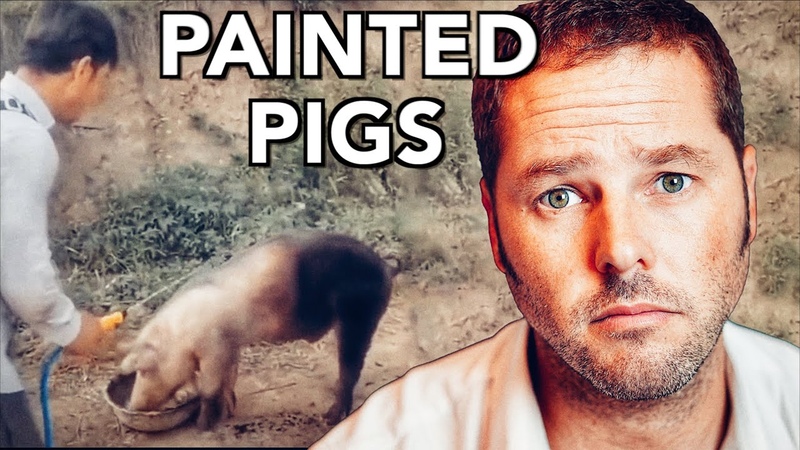 China is Now Painting Pigs Black