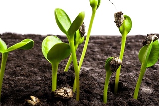 Sunflower Seeds Germination and Growth Time Lapse