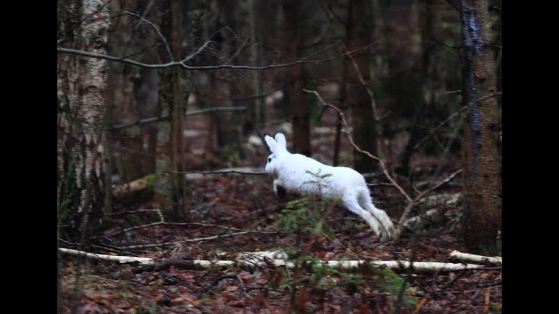 НАШЁЛ МНОГО ЗАЙЦЕВ ОХОТА НА ЗАЙЦА FOUND A LOT OF HARES HUNTING FOR A