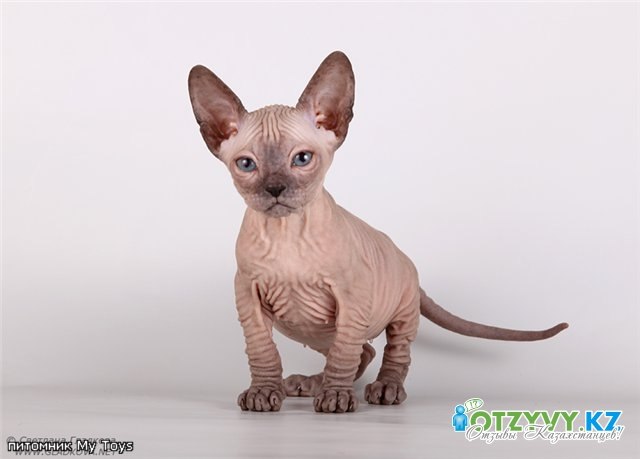 Оля Круглова | Тольятти