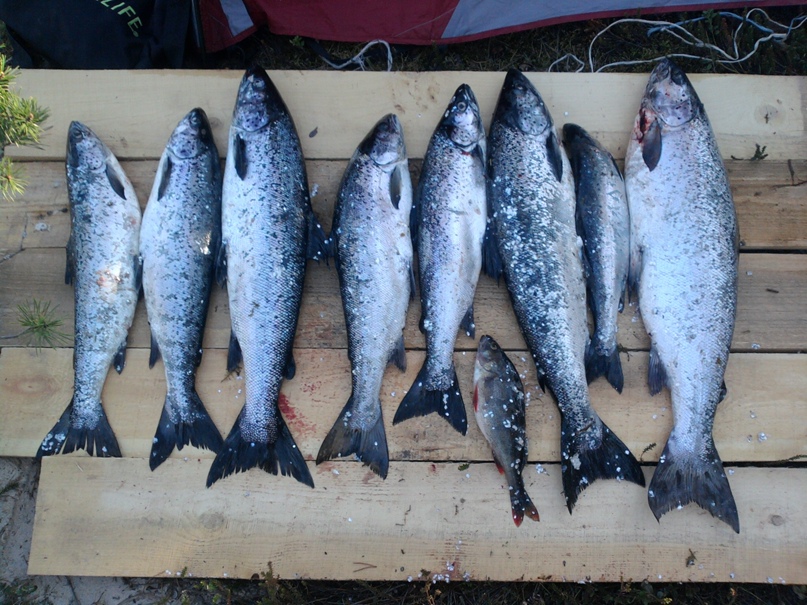 Елена Соломина | Санкт-Петербург