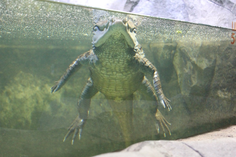 Татьяна Азарова | Тула