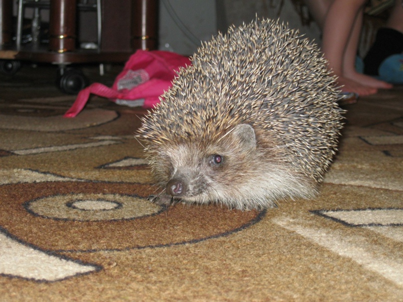 Тагир Ибрагимов | Уфа