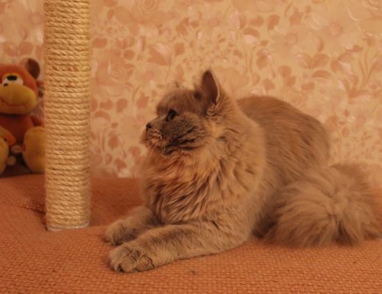 Елена Турченко | Минск