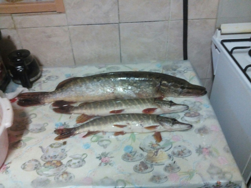 Дмитрий Зотов |