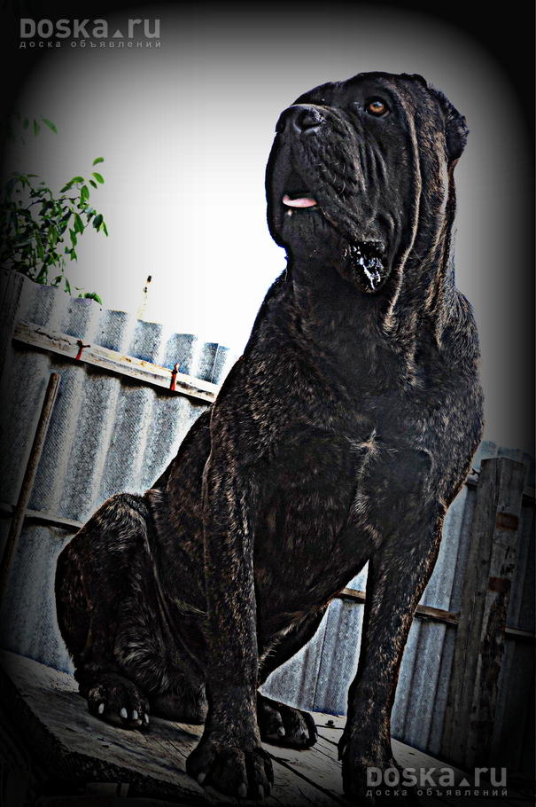 Александр Иванович | Кемерово