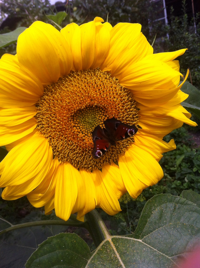 Елена Носкова | Курган