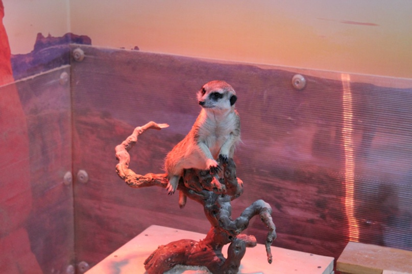 Елена Шостак | Владимир