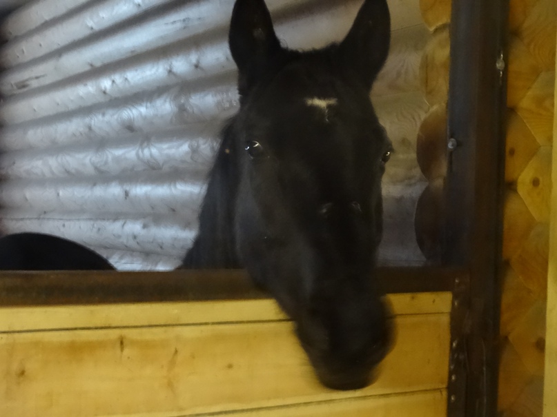 Ольга Китаева | Нижний Новгород