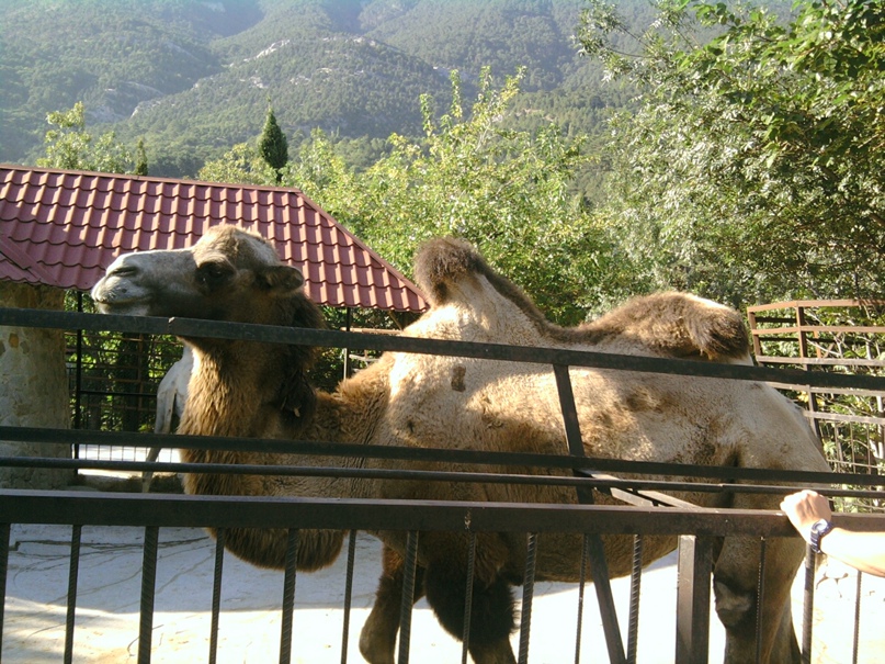 Надежда Абрамова | Тольятти