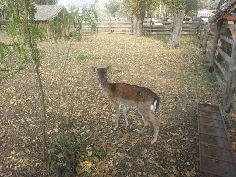 Виктория Пашкова | Макеевка